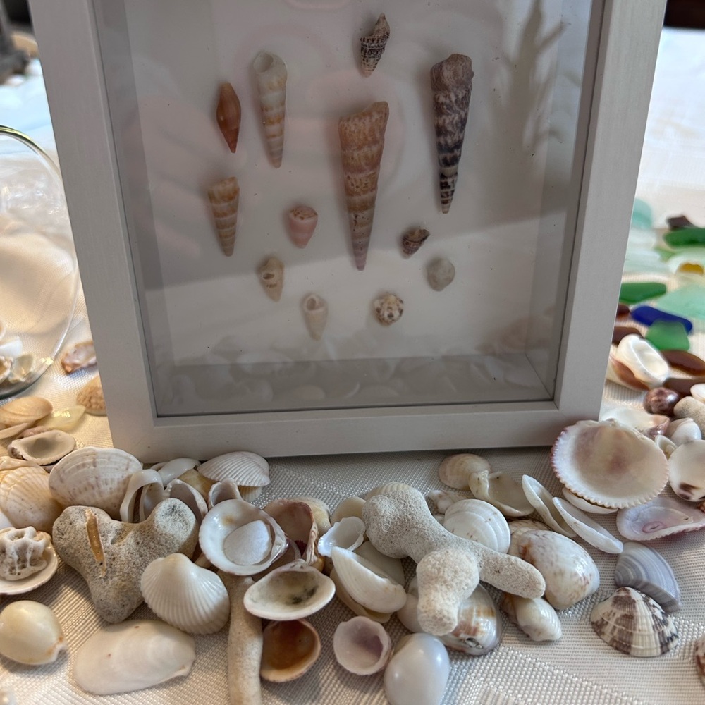 Handmade Framed Seashell decor